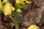 Yellow archangel